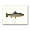 Affisch medium grålax forell