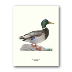 Affisch medium gräsand