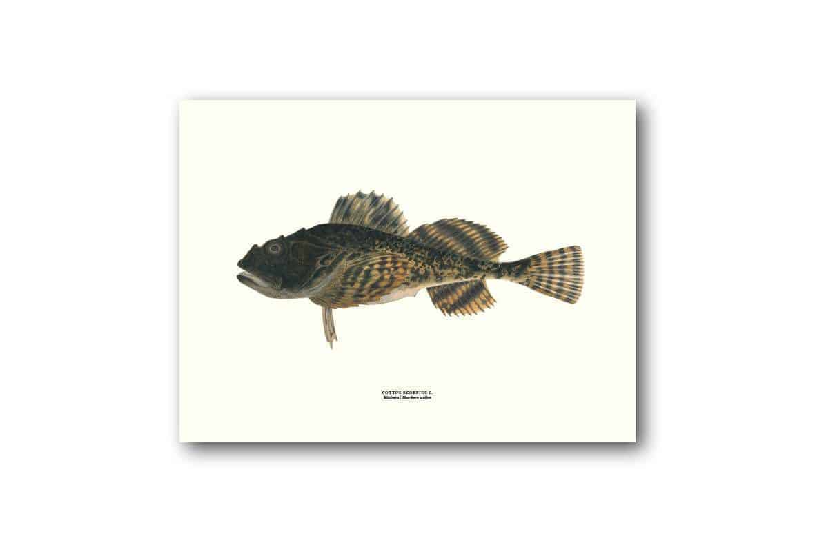 Affisch medium rötsimpa Affisch medium rötsimpa