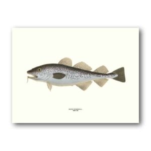 Affisch medium torsk