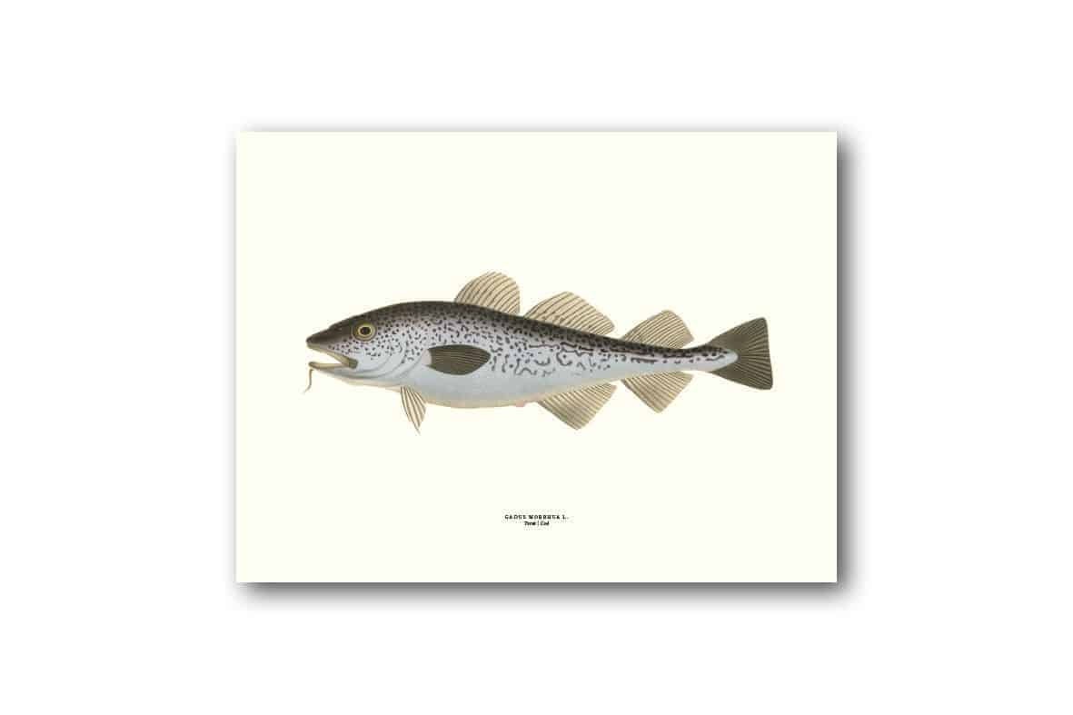 Affisch medium torsk