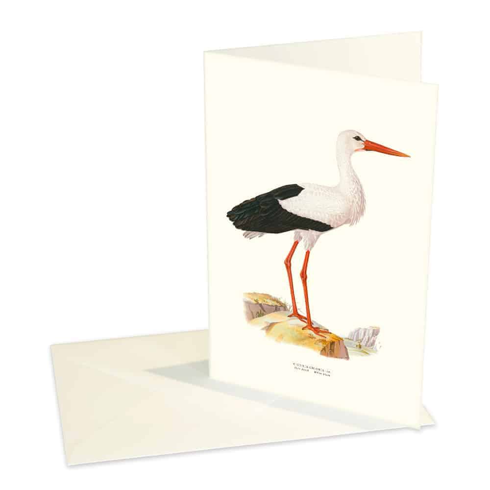 Kort Vit Stork Kort Vit Stork