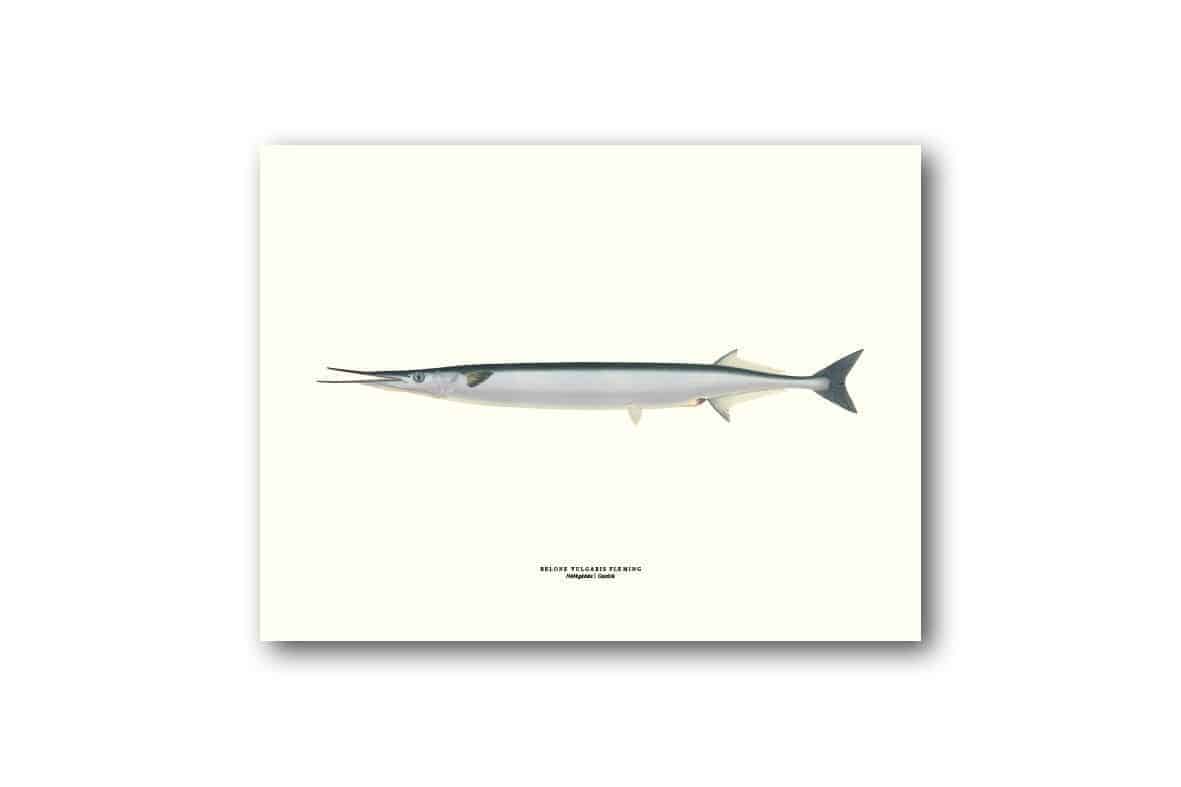 Affisch medium näbbgadda Affisch medium näbbgadda