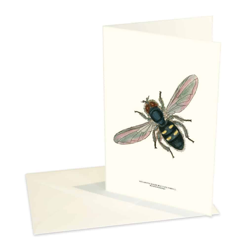 Kort Marsflickblomfluga Kort Marsflickblomfluga