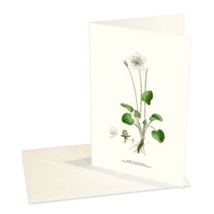 Kort Slåtterblomma