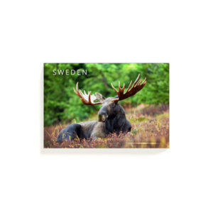 Magnet Sverige Älg