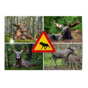 Vykort Älgar Kollage