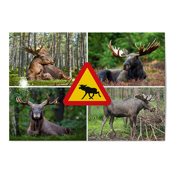 Vykort Älgar Kollage Vykort Älgar Kollage
