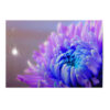 Vykort Chrysanthemum
