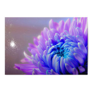 Vykort Chrysanthemum