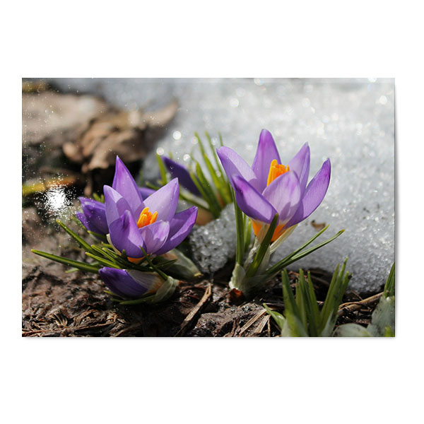 Vykort Krokus Vykort Krokus