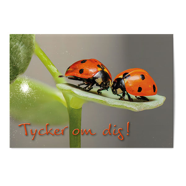 Vykort Tycker om dig Vykort Tycker om dig