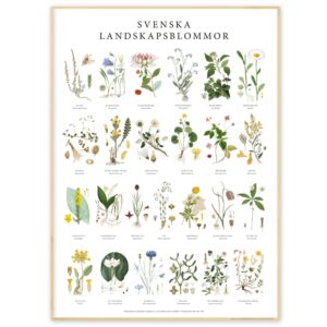 Poster Landskapsblommor 50x70 med ram