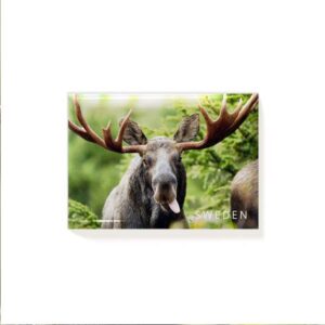 MASV21 Magnet Sverige Älg 2