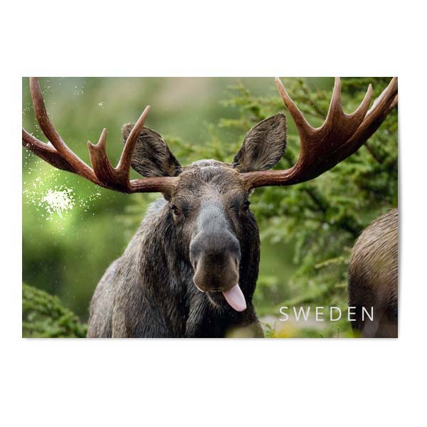 Vykort Älg 2 Vykort Älg 2