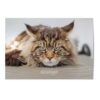 Vykort Grumpy cat