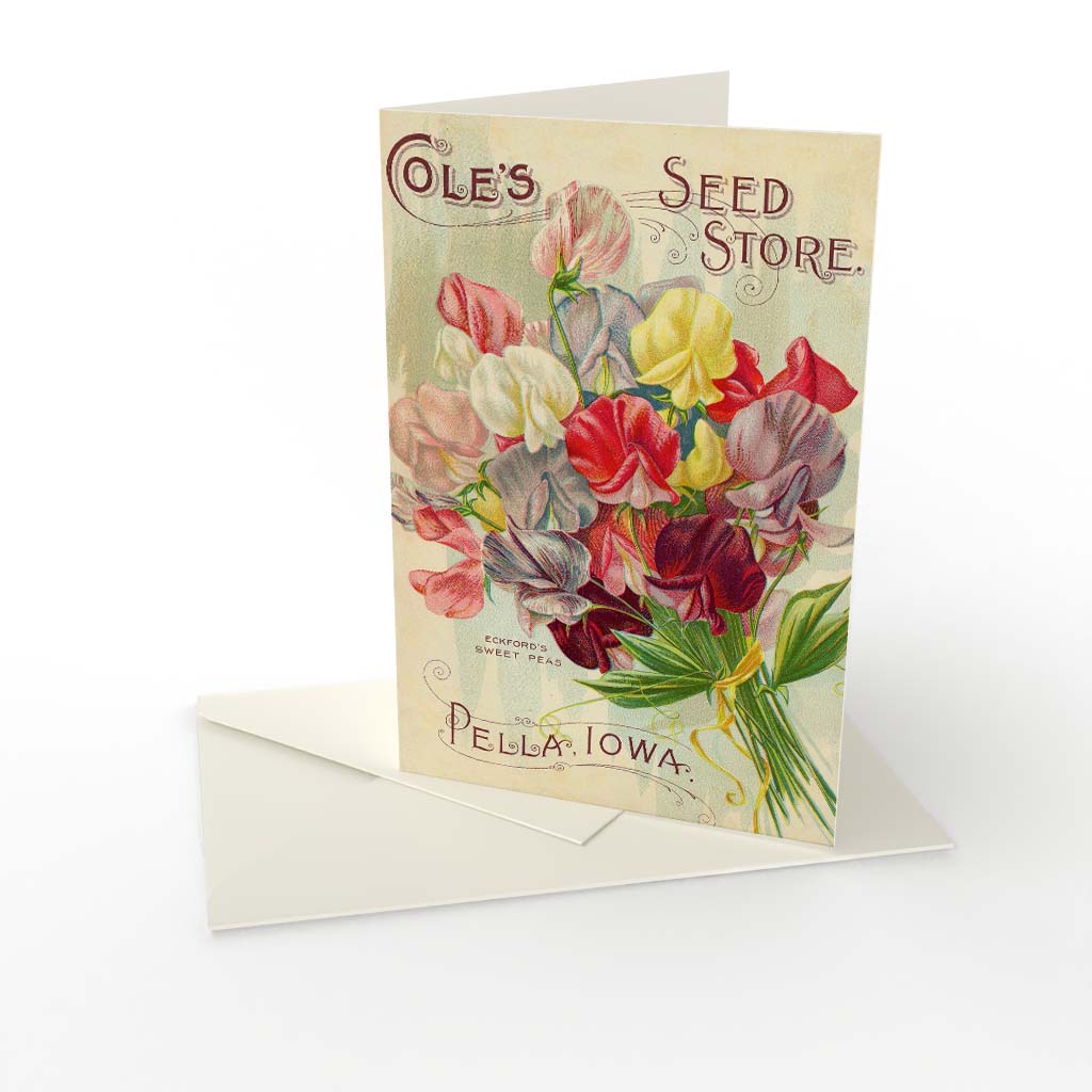 Kort vikt Coles seeds Luktärt Kort vikt Coles seeds Luktärt