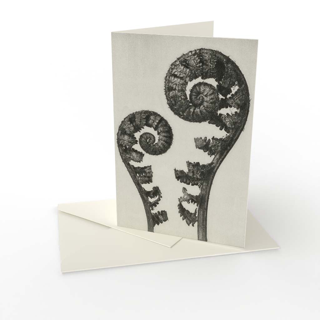 Kort vikt Karl Blossfeldt 2 Kort vikt Karl Blossfeldt 2