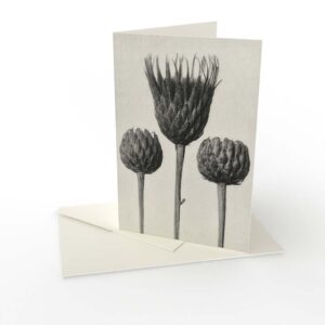 Kort vikt Karl Blossfeldt 3