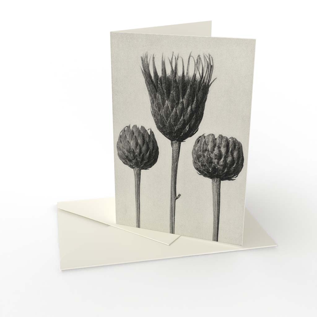 Kort vikt Karl Blossfeldt 3 Kort vikt Karl Blossfeldt 3