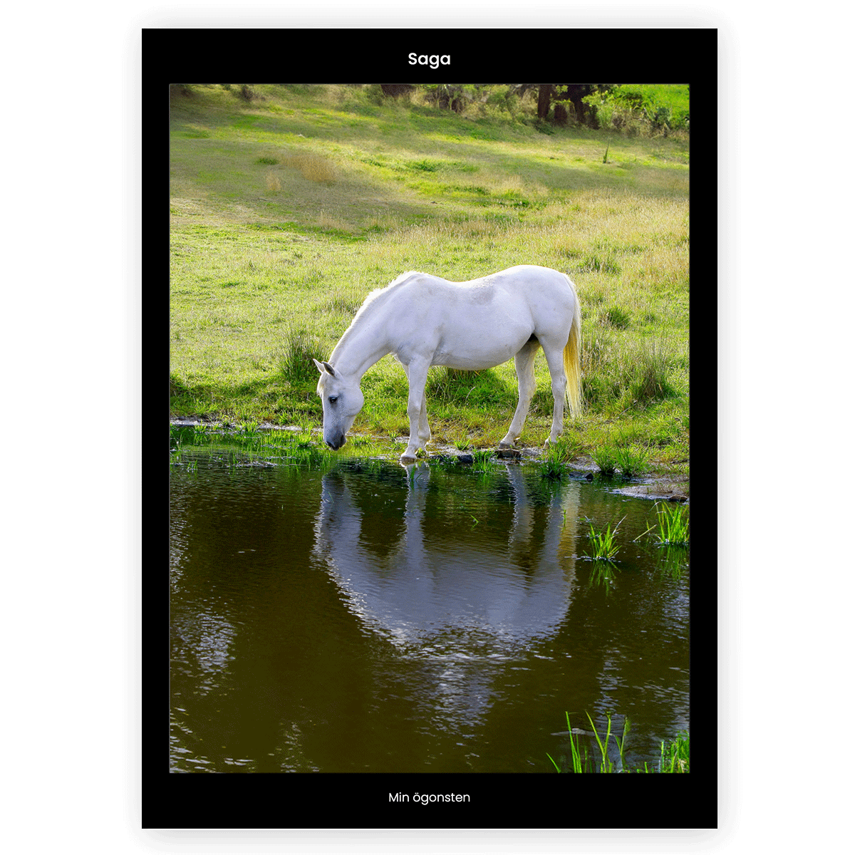 Fotoposter Häst 2 Utan ram