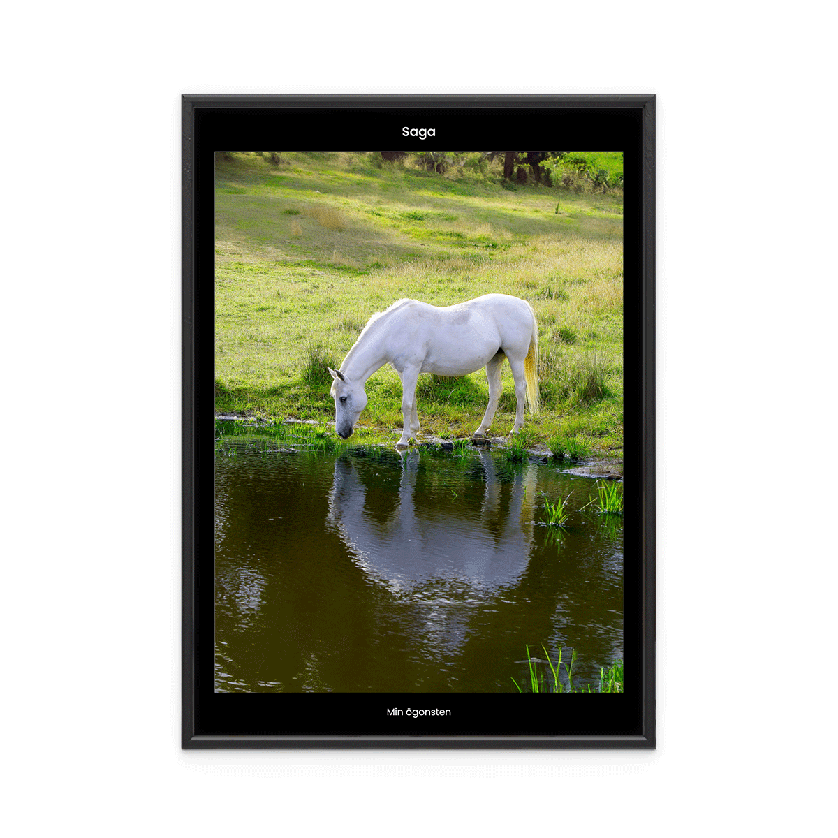 Fotoposter Häst 2