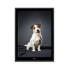 Fotoposter Hund 1