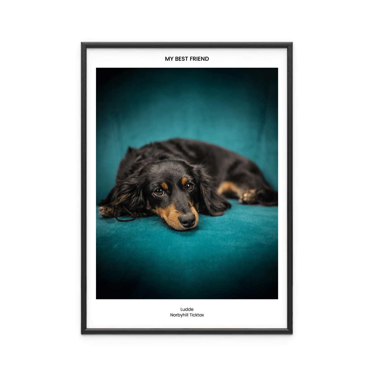 Fotoposter Hund 2 Fotoposter Hund 2