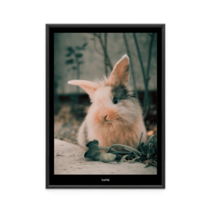 Fotoposter Kanin 1