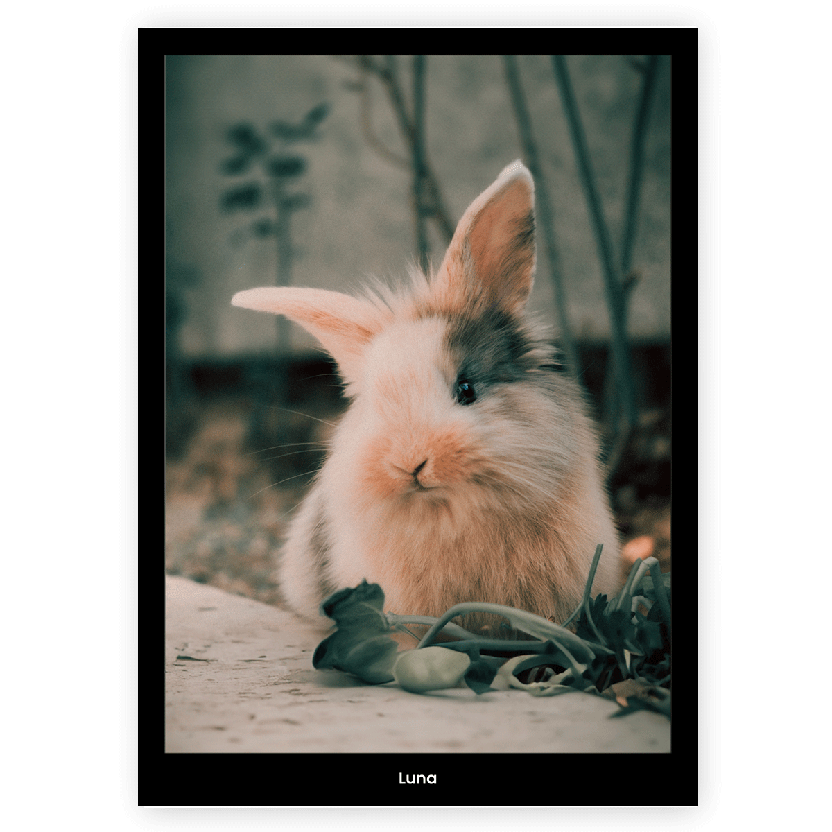 Fotoposter Kanin 1 Utan ram