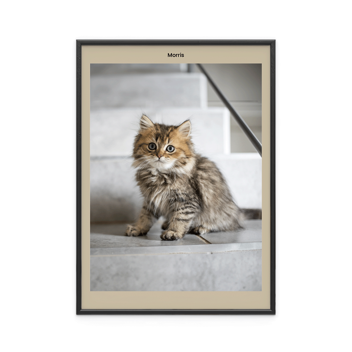 Fotoposter Katt 2 Fotoposter Katt 2