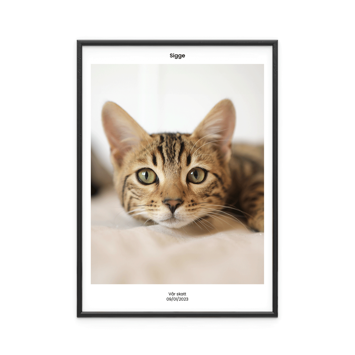 Fotoposter Katt 4 Fotoposter Katt 4