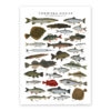 Poster Nordiska fiskar 50x70