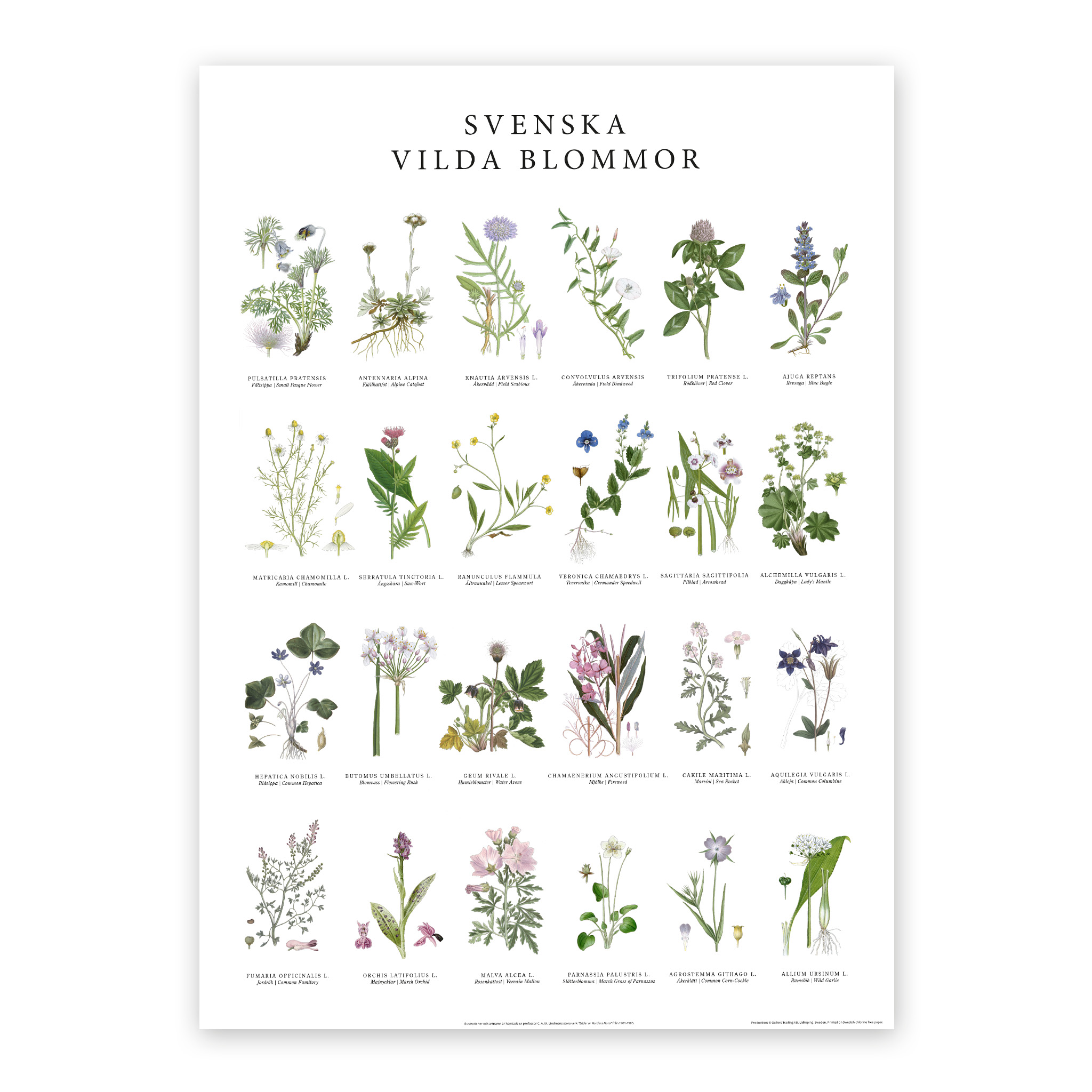 Poster Vilda blommor 50x70 Poster Vilda blommor 50x70