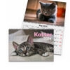 Väggkalender Katter Small 2026